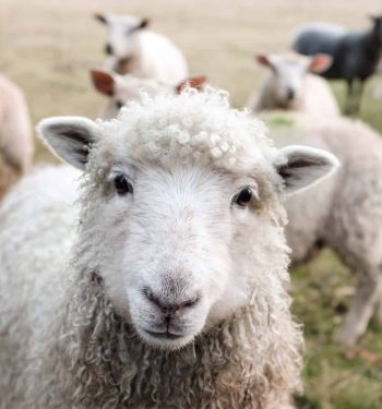 white sheep on green grass during daytime